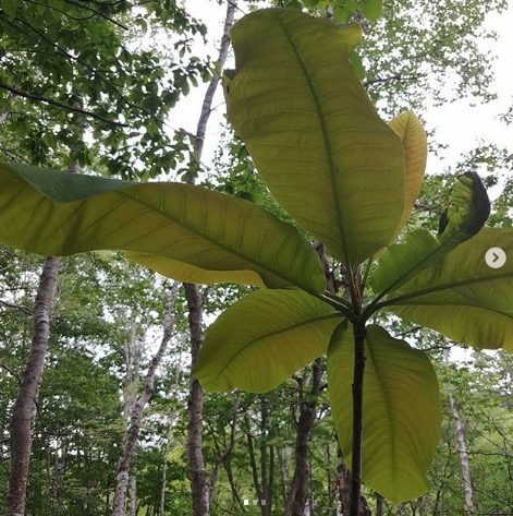 Dağ mənzərəsi: Üzdən daha böyük yarpaqları olan maqnoliya [Təbiət, Tatsuya və Hitomi Uei]