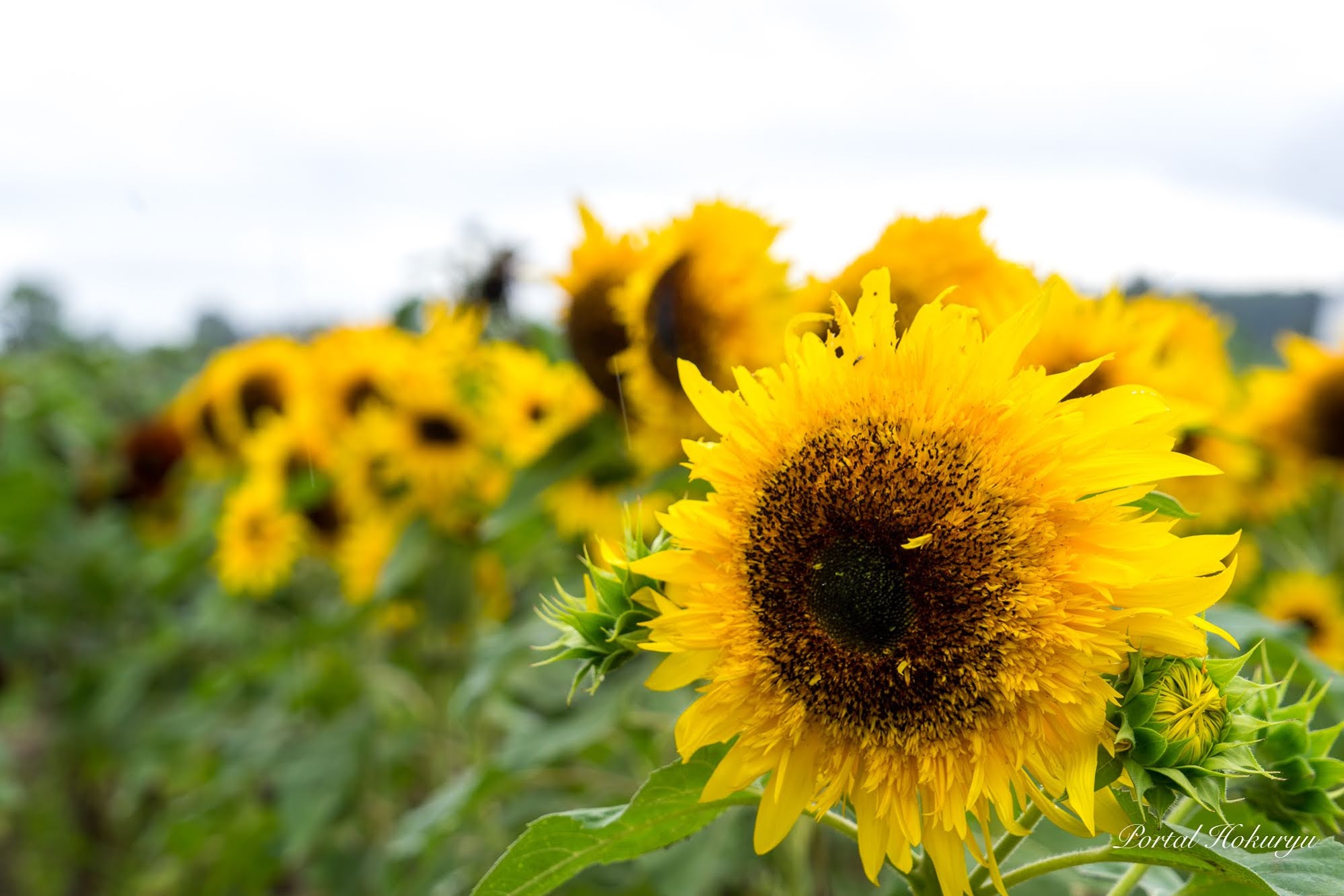 Bunga Matahari di Dunia