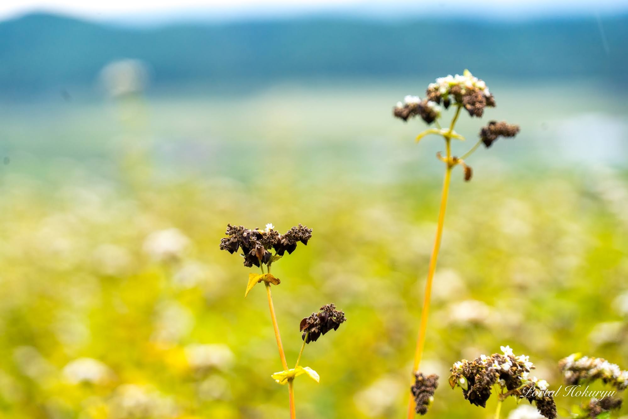 Ladang soba menunggu panen