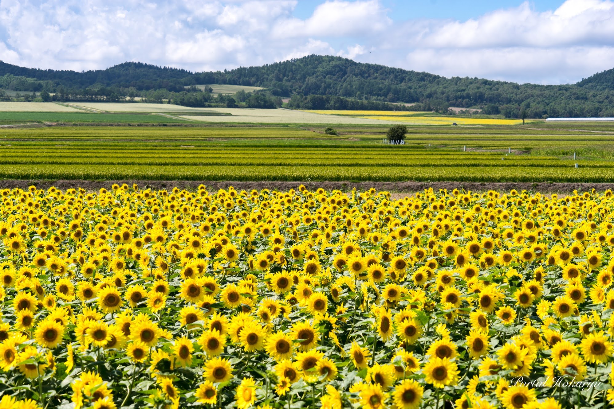 絵画のような風景・国道275号線沿い（サンフラワーパーク北竜温泉から碧水市街地までの区間）