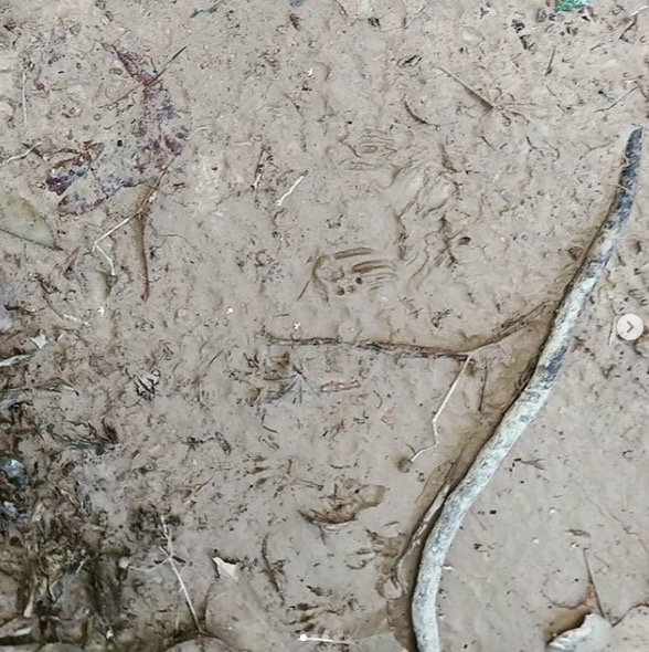 道に残る生き物の跡：二枚目 肉球の跡が可愛い。 たぶん、タヌキ【自然下・上井達矢さん仁美さん】