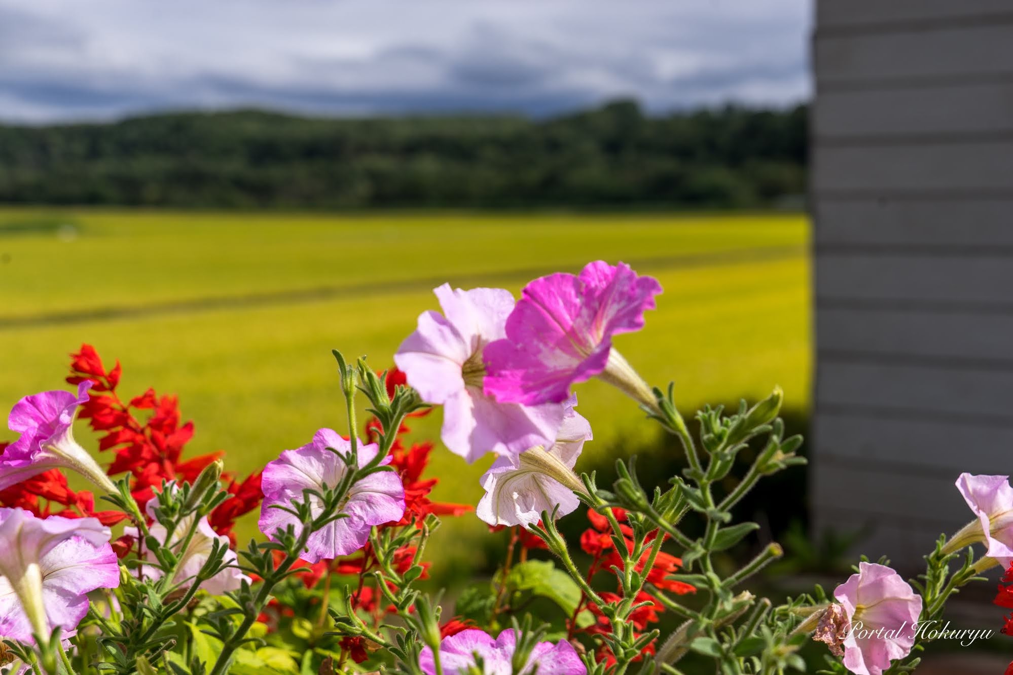 ささやきあうピンクの花たち