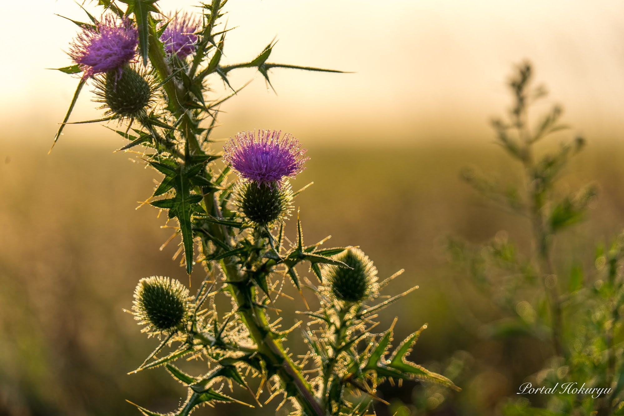 朝陽にきらめく瞬間