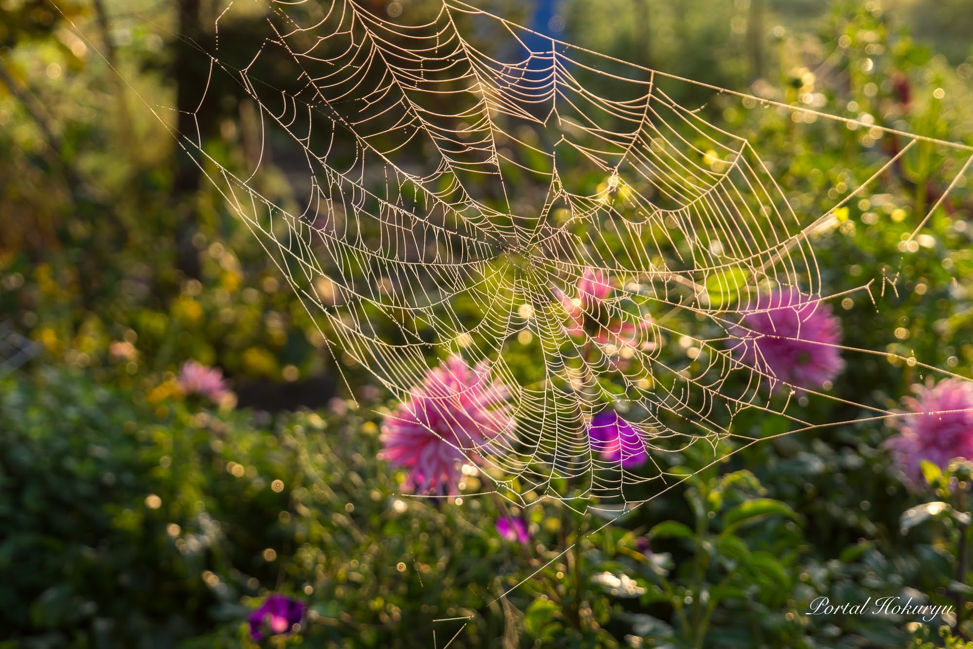 草花を飾るレースのように輝く蜘蛛の巣 北竜町ポータル