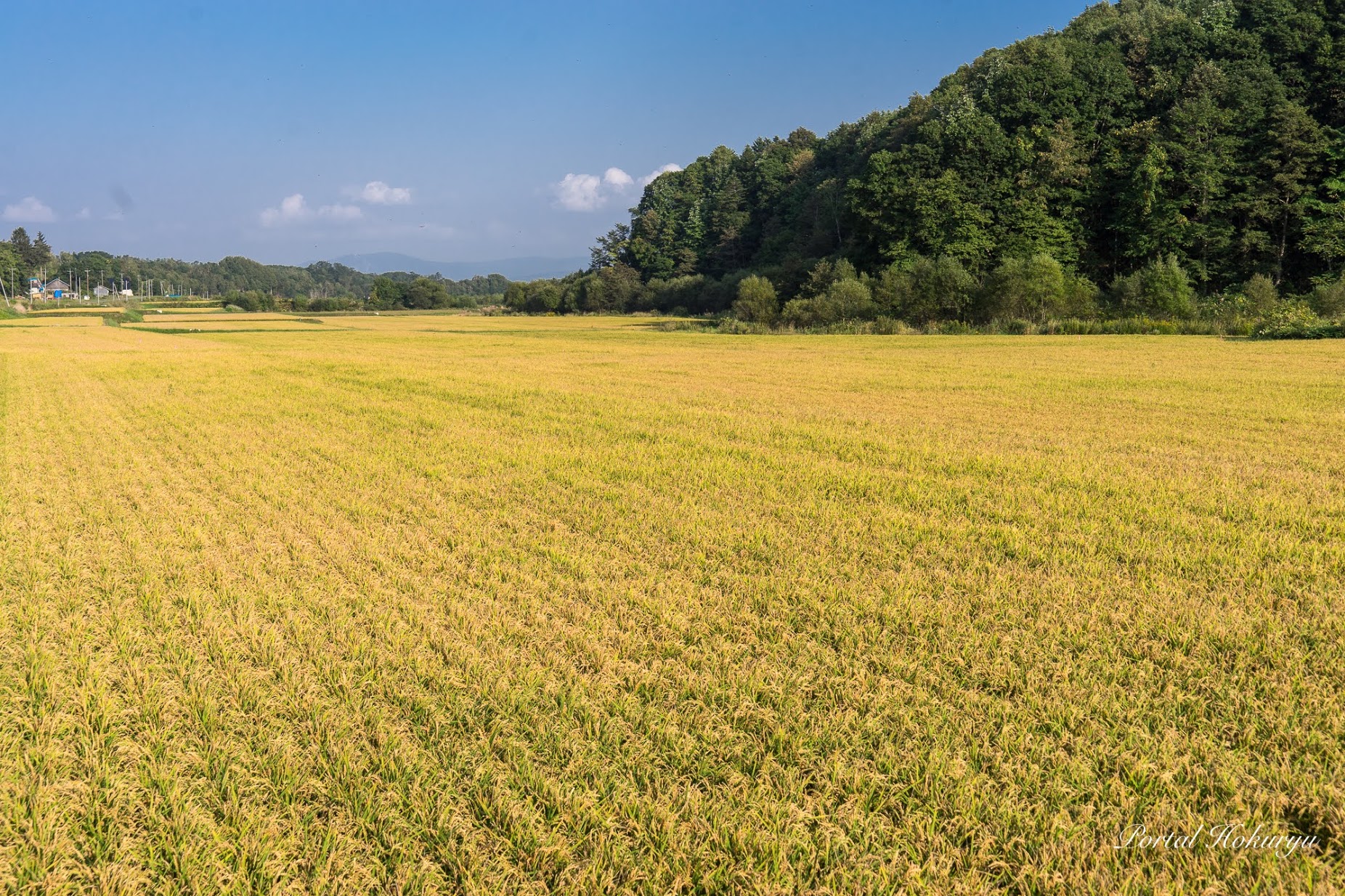 収穫を前に黄金に輝く稲穂たち