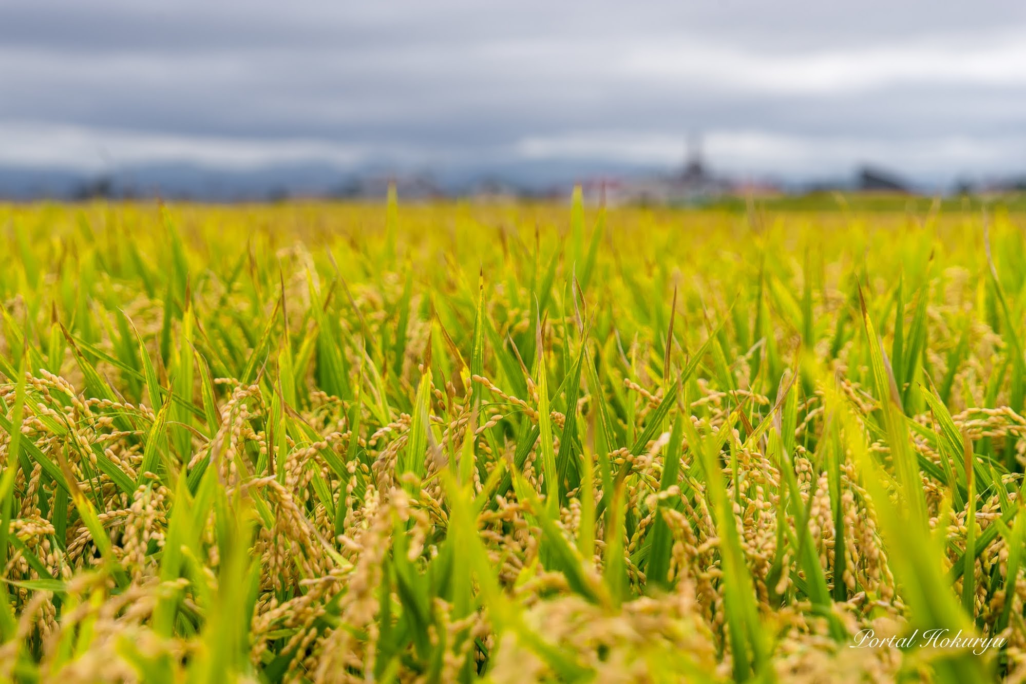 稲穂に宿る魂の讃歌