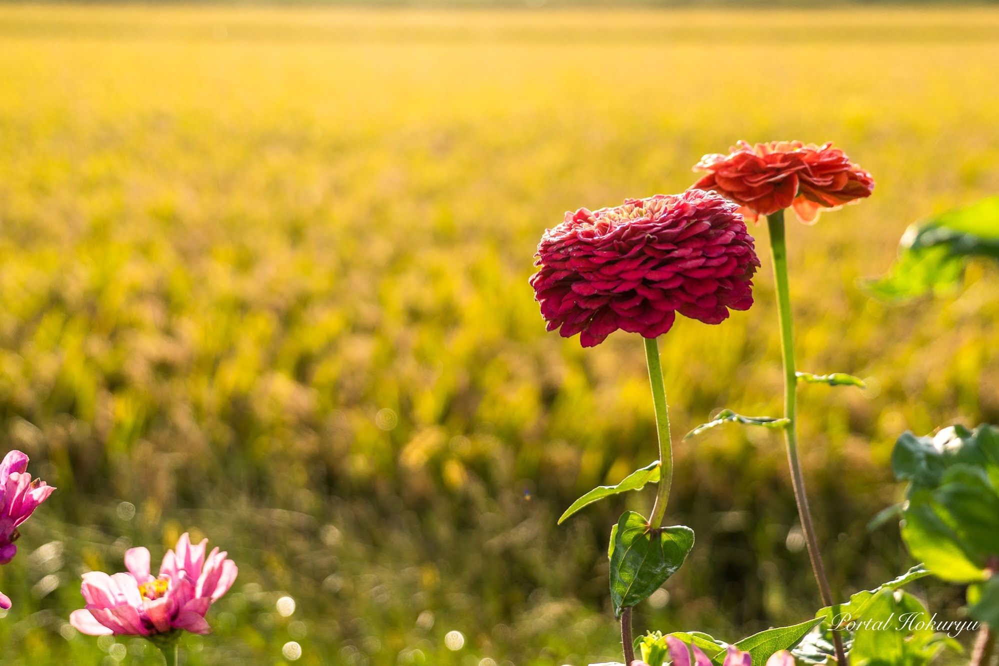 寄り添う赤い花