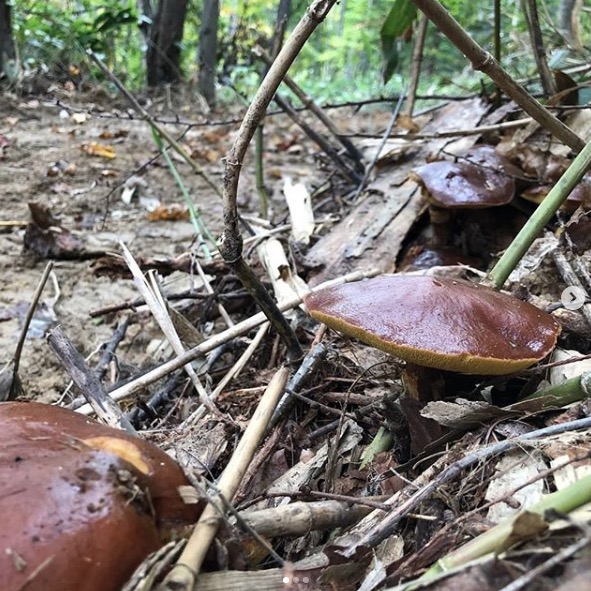 夏に作った作業道の脇にラクヨウキノコ（ハナイグチ）がちょこちょこと出ていました【自然下・上井達矢さん仁美さん】