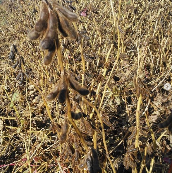 今日の黒千石大豆畑です 🎵 葉もなくなり、良い莢付き、良い豆です✨【黒千石事業協同組合】