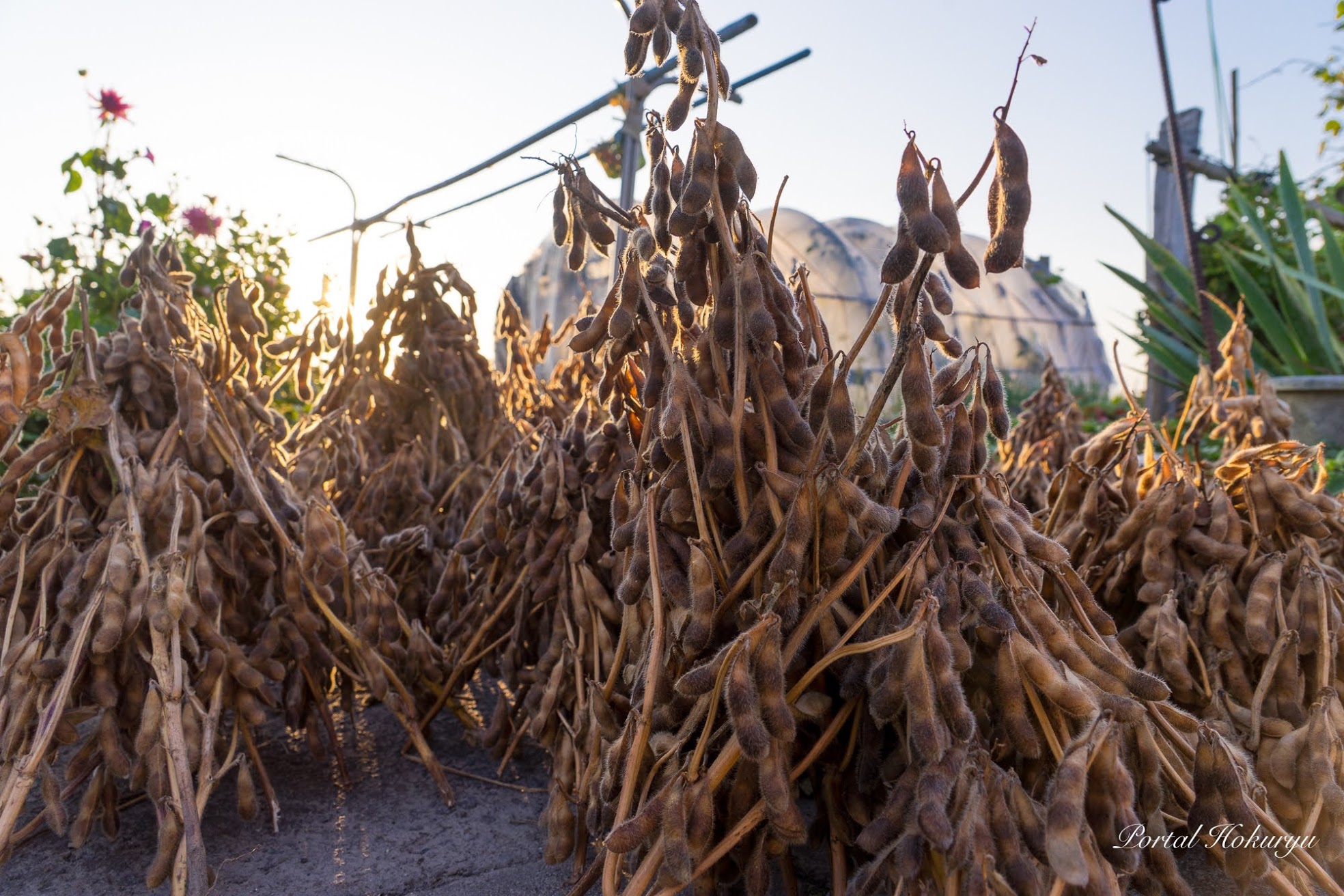 Kurutulmuş soya fasulyesi