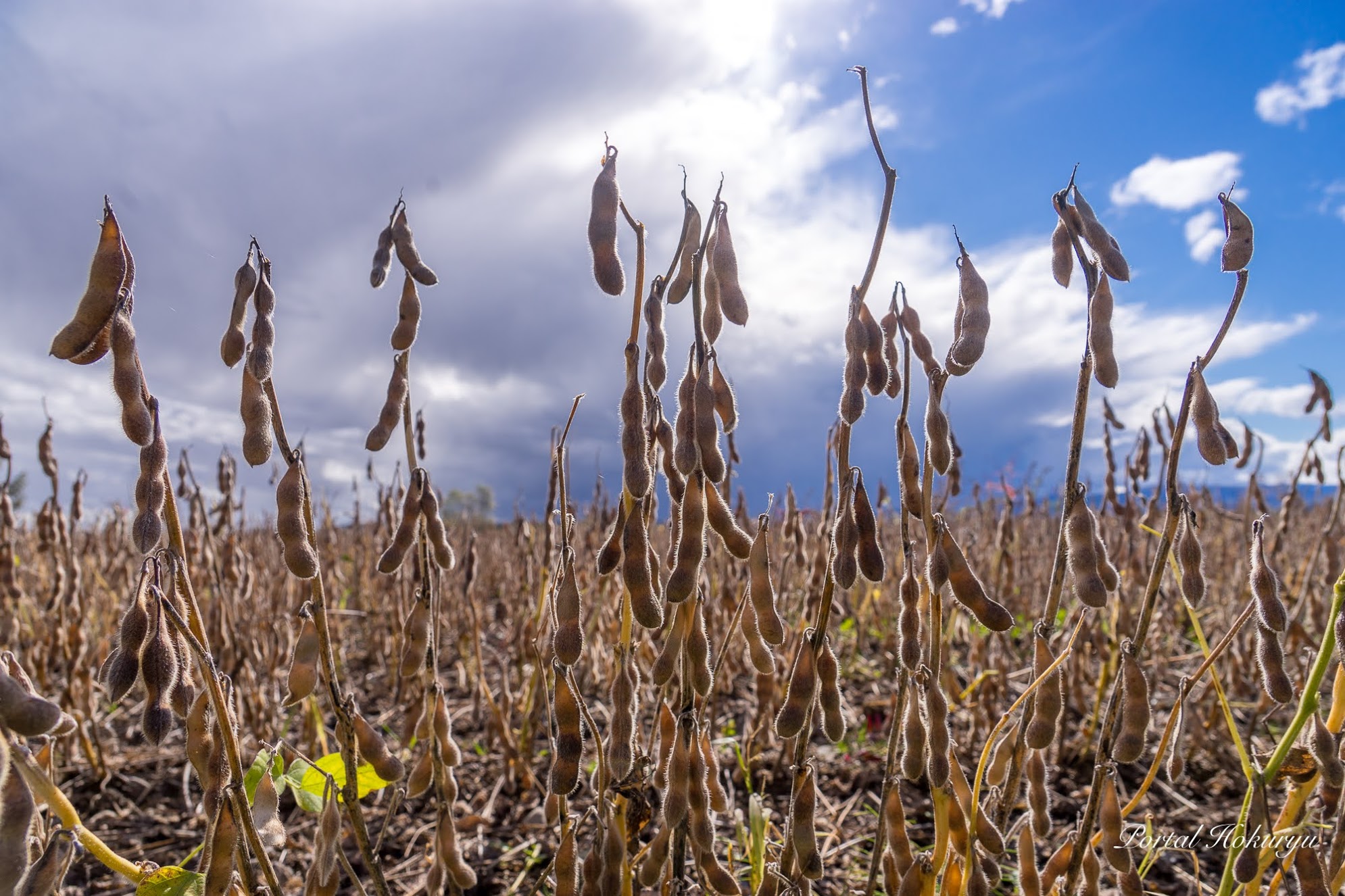 豊穣の恵みに感謝!