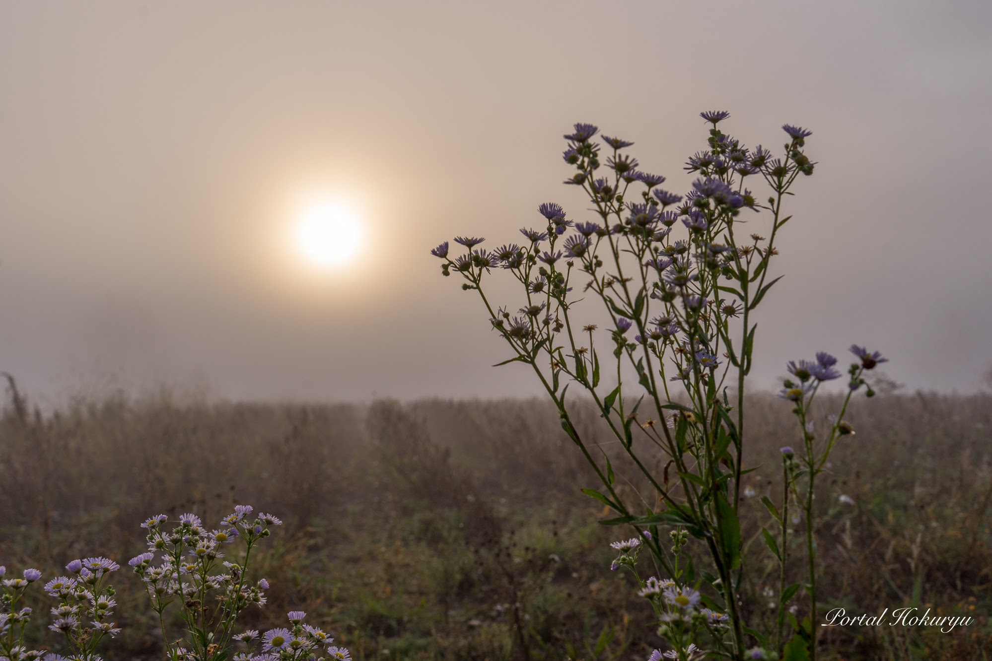 霧の中の柔らかな光