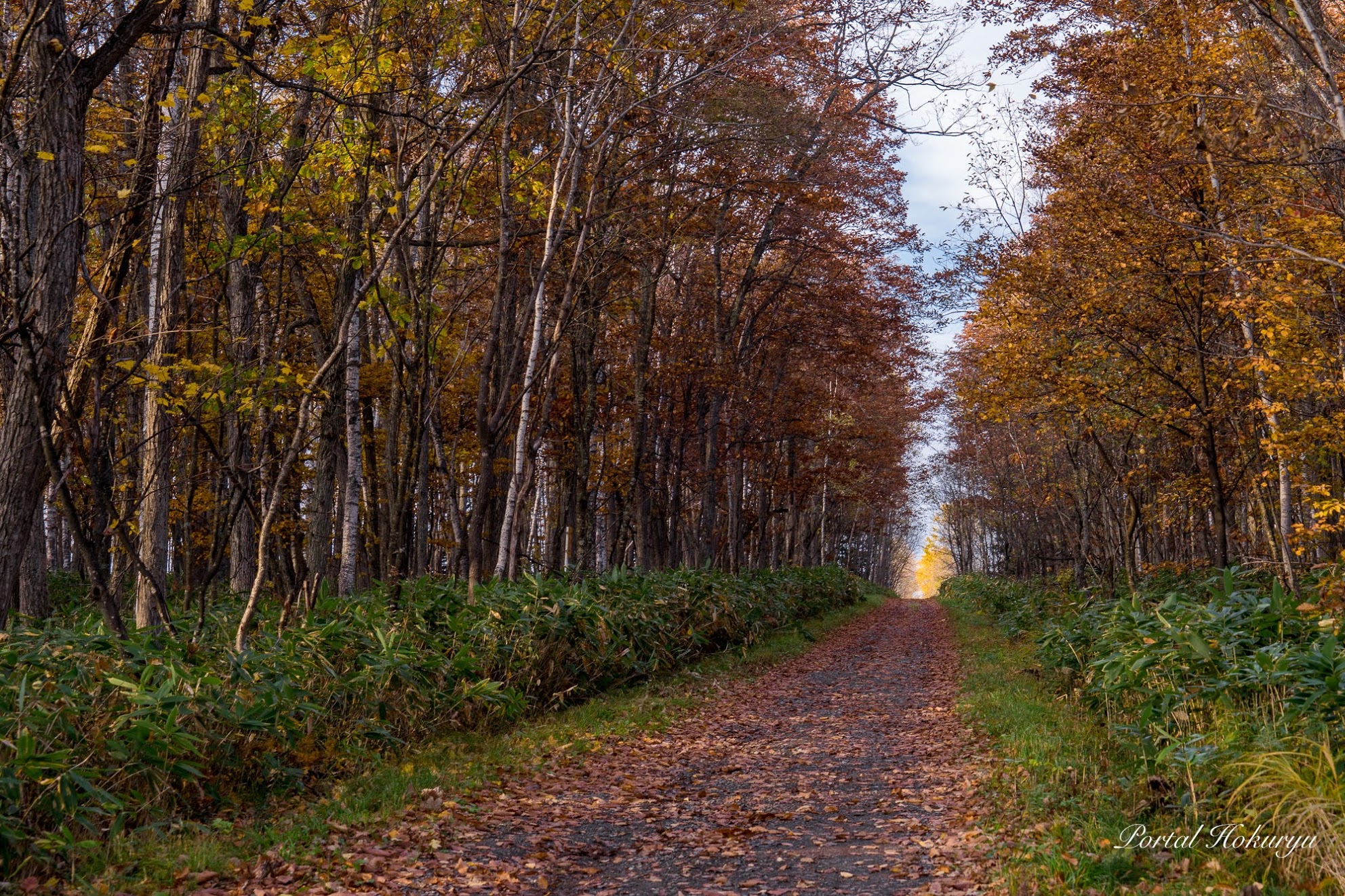 白樺並木の紅葉