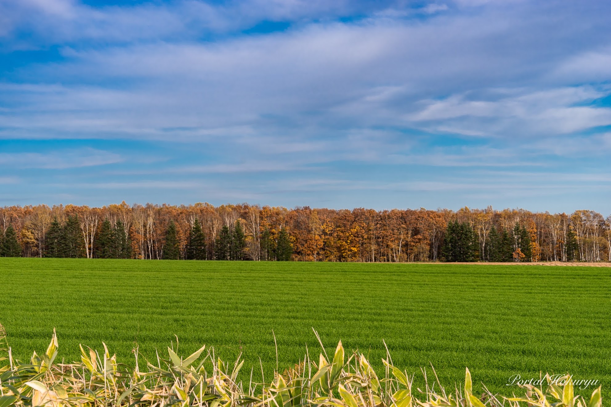 黄葉と緑葉のシンフォニー