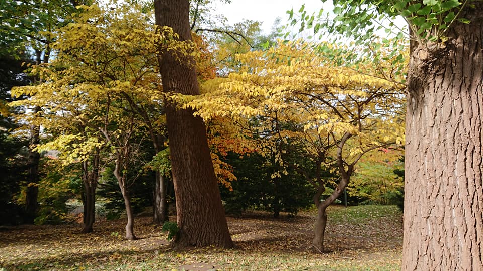 北竜町長 佐野豊 活動報告・10月30日（金）ＪＲ留萌本線問題検討会議(深川市)、北海道備荒資金組合出納検査(札幌市)
