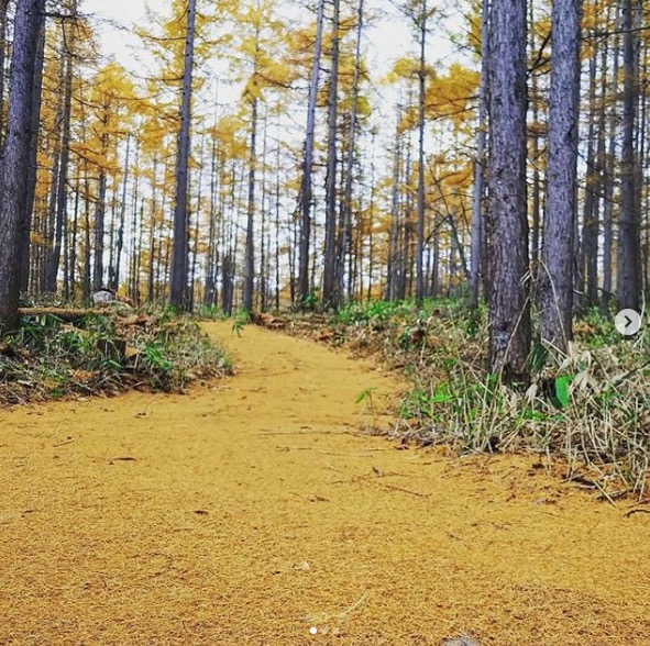 カラマツの絨毯： 立っているだけで全身葉っぱまみれになるほどのカラマツ吹雪【自然下・上井達矢さん仁美さん】