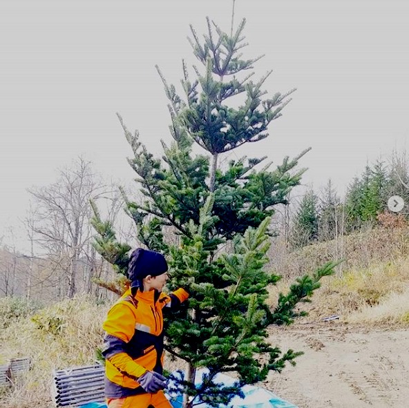 トドマツツリー：「里山部」の清水省吾さんにうちの山で伐採したトドマツのツリーを納品しました【自然下・上井達矢さん仁美さん】