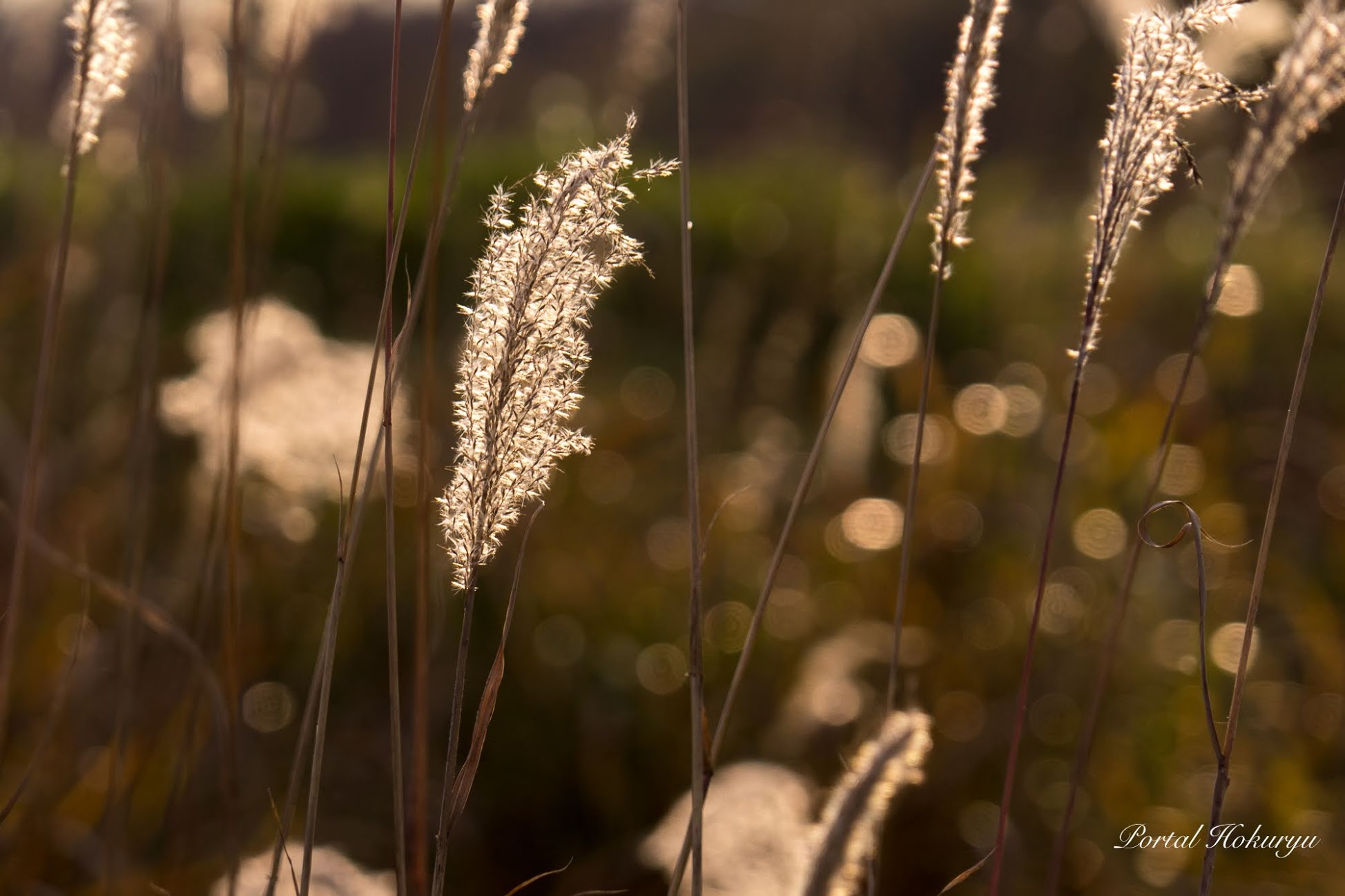 ススキの穂の輝き