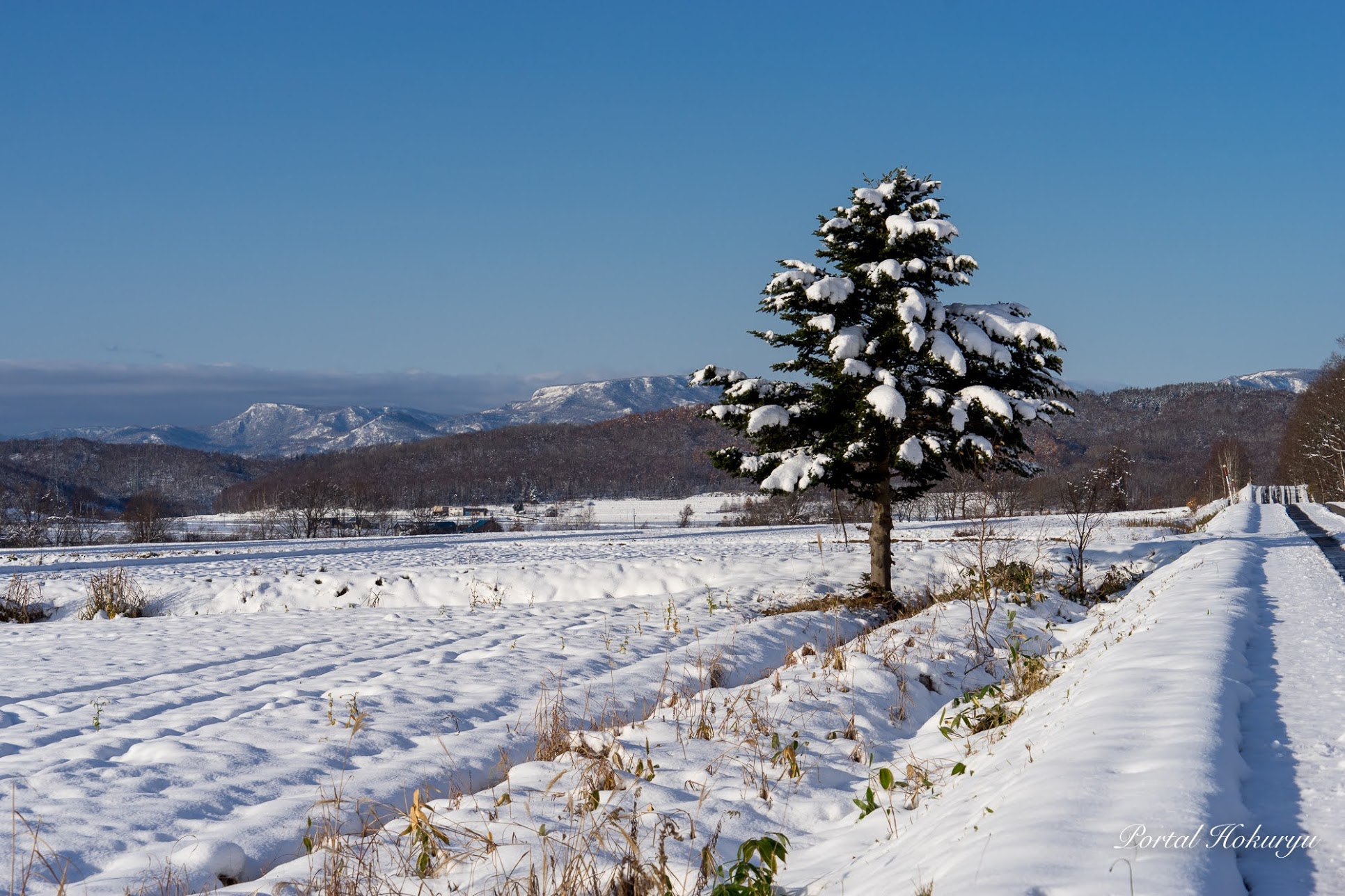 畑の端に佇むクリスマスツリー