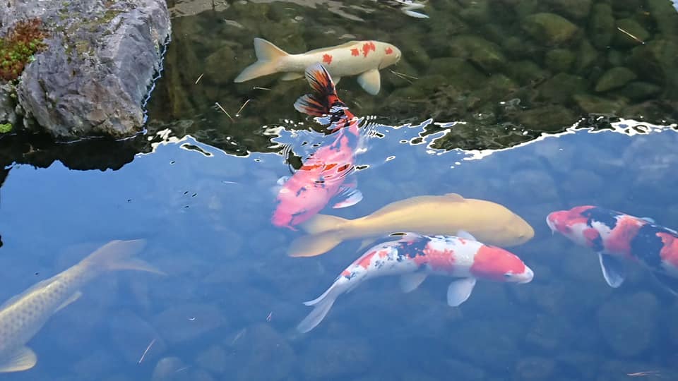 北竜町長 佐野豊 活動報告・12月15日（火）北竜振興公社取締役会議、元きたそらちＪＡ組合長と懇談