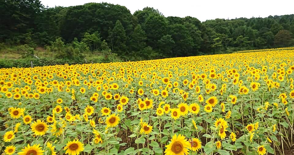 北竜町長 佐野豊 活動報告・12月17日（木）第14回新型コロナウイルス感染症対策本部会議、第３回町内会長会議