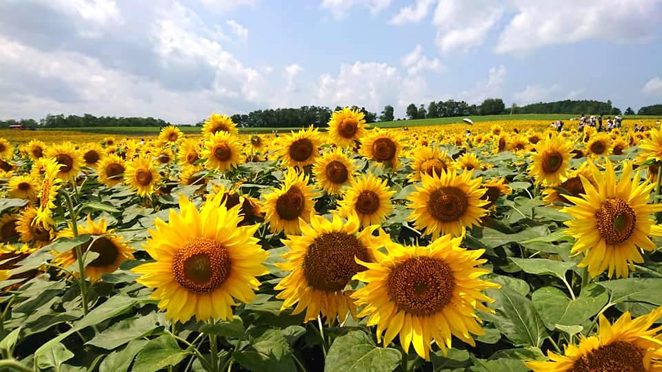 北竜町長 佐野豊 活動報告・12月16日（水）札幌開発建設部深川農業事務所長来訪