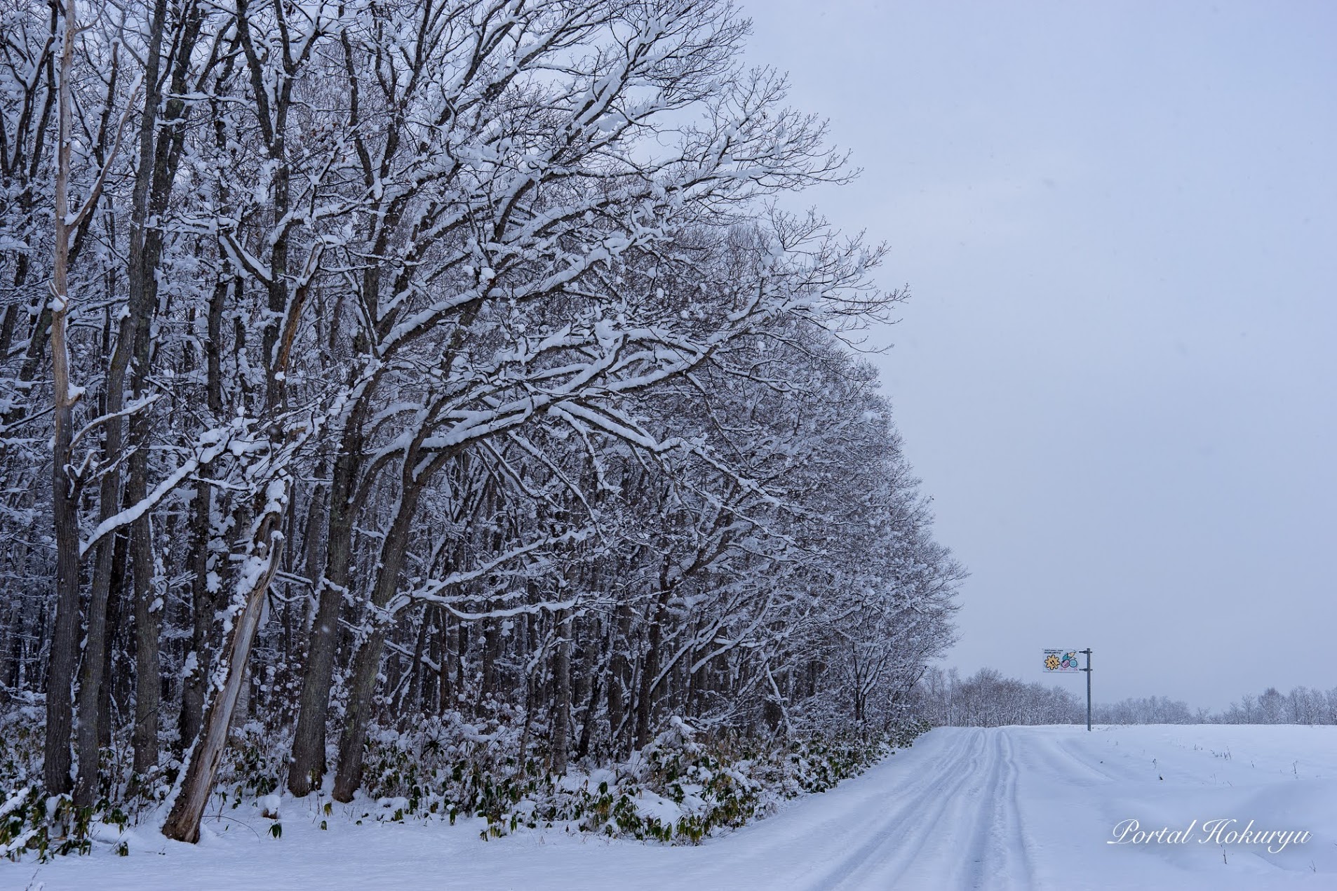 樹木に降り積もる雪