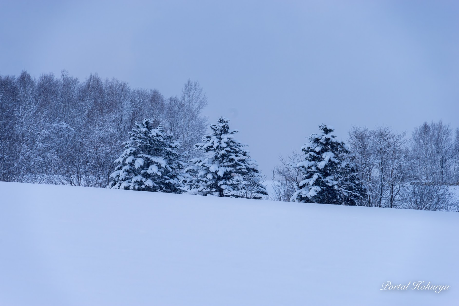 ３本のクリスマスツリー