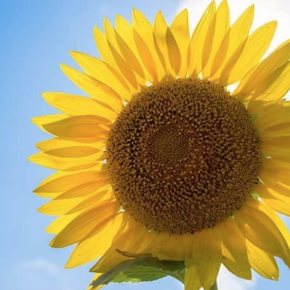 皆さまには大変お世話になり ありがとうございました【サンフラワーパーク北竜温泉】