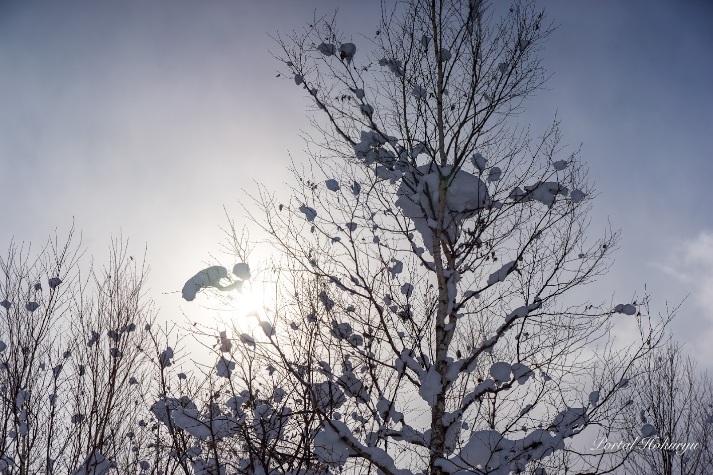 樹木のシルエット
