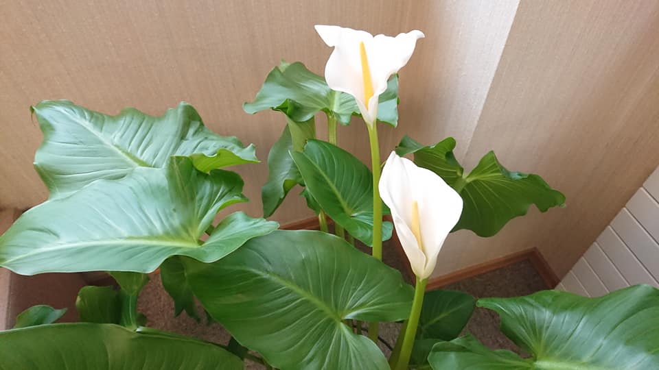 北竜町長 佐野豊 活動報告・2月2日（火）北竜温泉経営会議、美葉牛町内会 加葉田 研氏 通夜参列