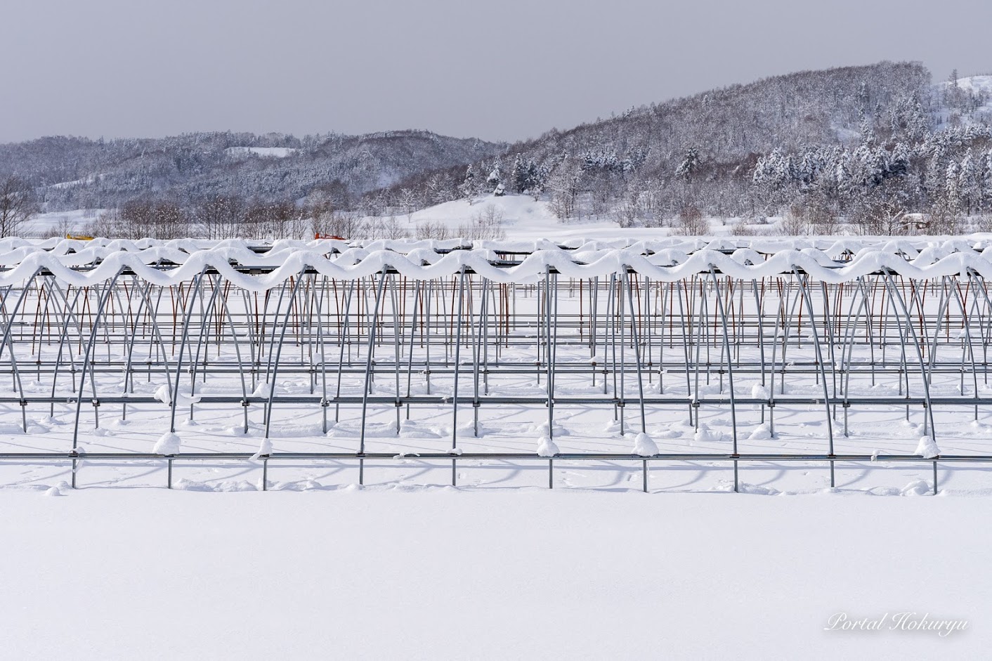 パイプに積もるリボン雪