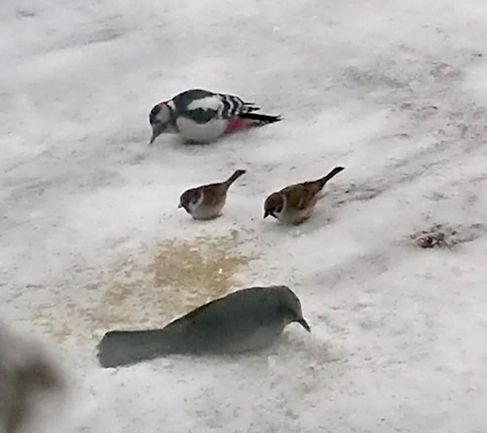 Hokuryu Kasabası Belediye Başkanı Yutaka Sano'nun faaliyet raporu: 1 Mart (Pazartesi) Himawari Kanko Co., Ltd. başkanıyla görüşme, personelle toplantı ve evrak işlerini düzenleme