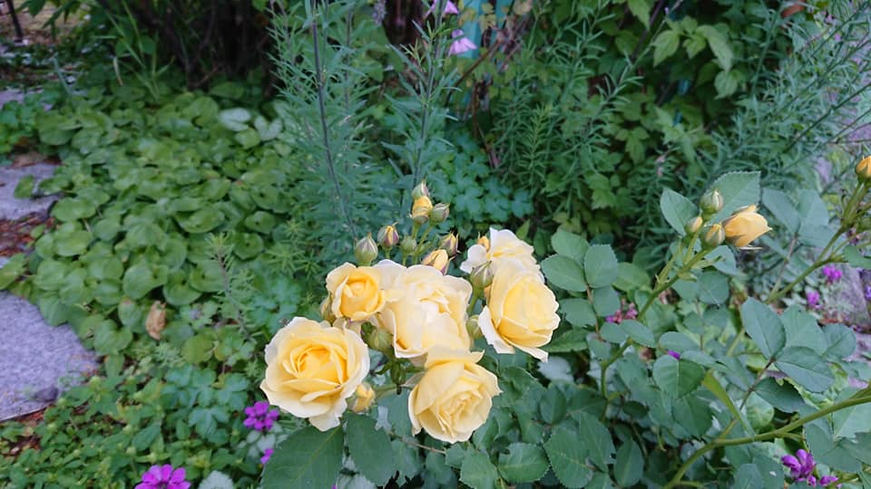 北竜町長 佐野豊 活動報告・3月11日（木）令和3年 第１回定例議会 議案審議「新年度予算案の説明」、北海道農業公社第４回理事会(札幌市)