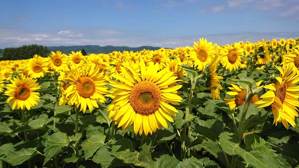 Hokuryu Kasabası Belediye Başkanı Yutaka Sano'nun faaliyet raporu; Pazartesi, 22 Mart: İkinci Ayçiçek Yağı Yenileme Projesi Konferansı; Ayçiçeği Turizm Derneği Başkanı'nın ziyareti