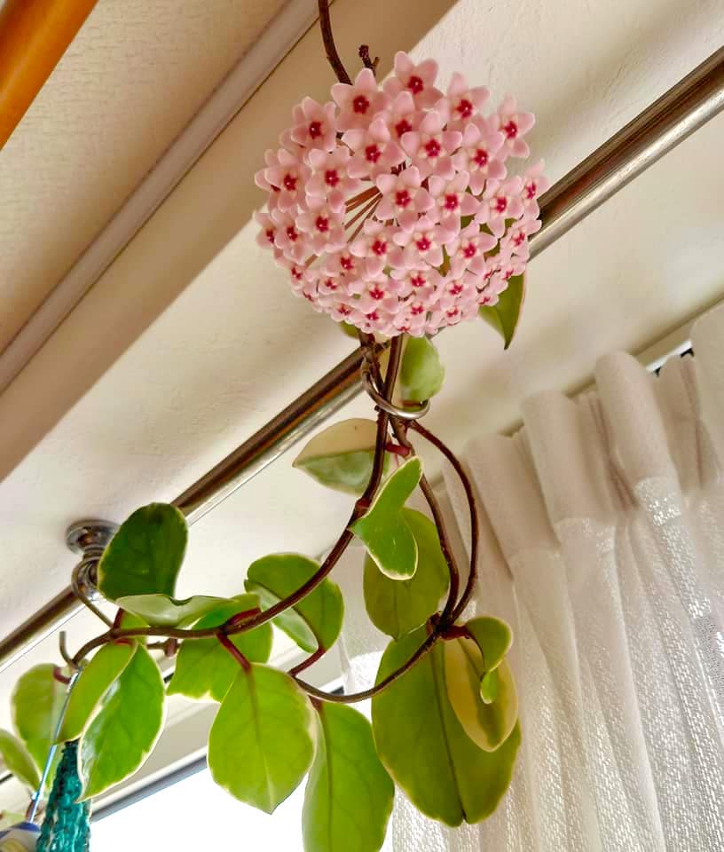 นายกเทศมนตรีเมืองโฮคุริว ยูทากะ ซาโนะ รายงานกิจกรรม วันพฤหัสบดีที่ 15 เมษายน ประชุมกับเจ้าหน้าที่และจัดเตรียมเอกสาร