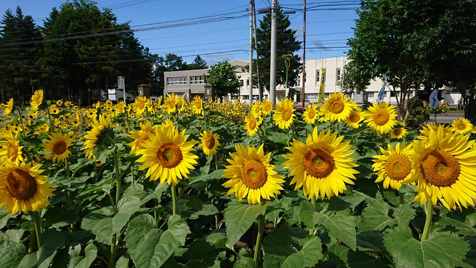 北竜町長 佐野豊 活動報告・4月14日（水）北海道新聞深川支局員来訪、西川町内会澤田早苗さん通夜参列