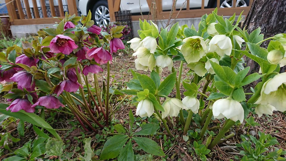 Thị trưởng Hokuryu Báo cáo hoạt động Yutaka Sano - Ngày 19 tháng 4 (Thứ Hai) Trò chuyện với các học viên trải nghiệm nông nghiệp, chuyến thăm của Sở Xây dựng và Phát triển Sapporo Giám đốc Văn phòng Nông nghiệp Fukagawa