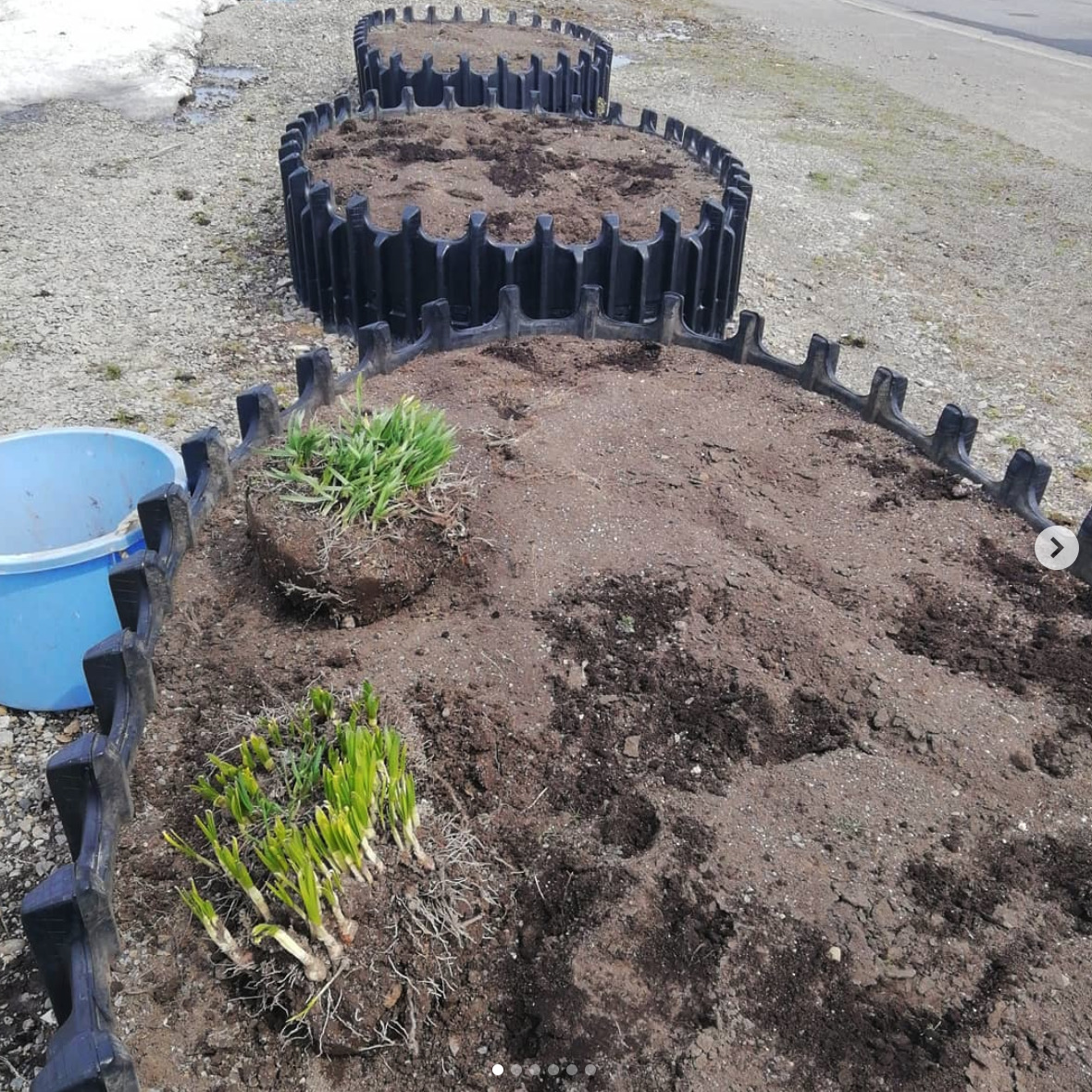 今年も花壇でひまわりを育てます🌻 今日はひまわりが育つまでに見られるように水仙を植えました【黒千石事業協同組合】