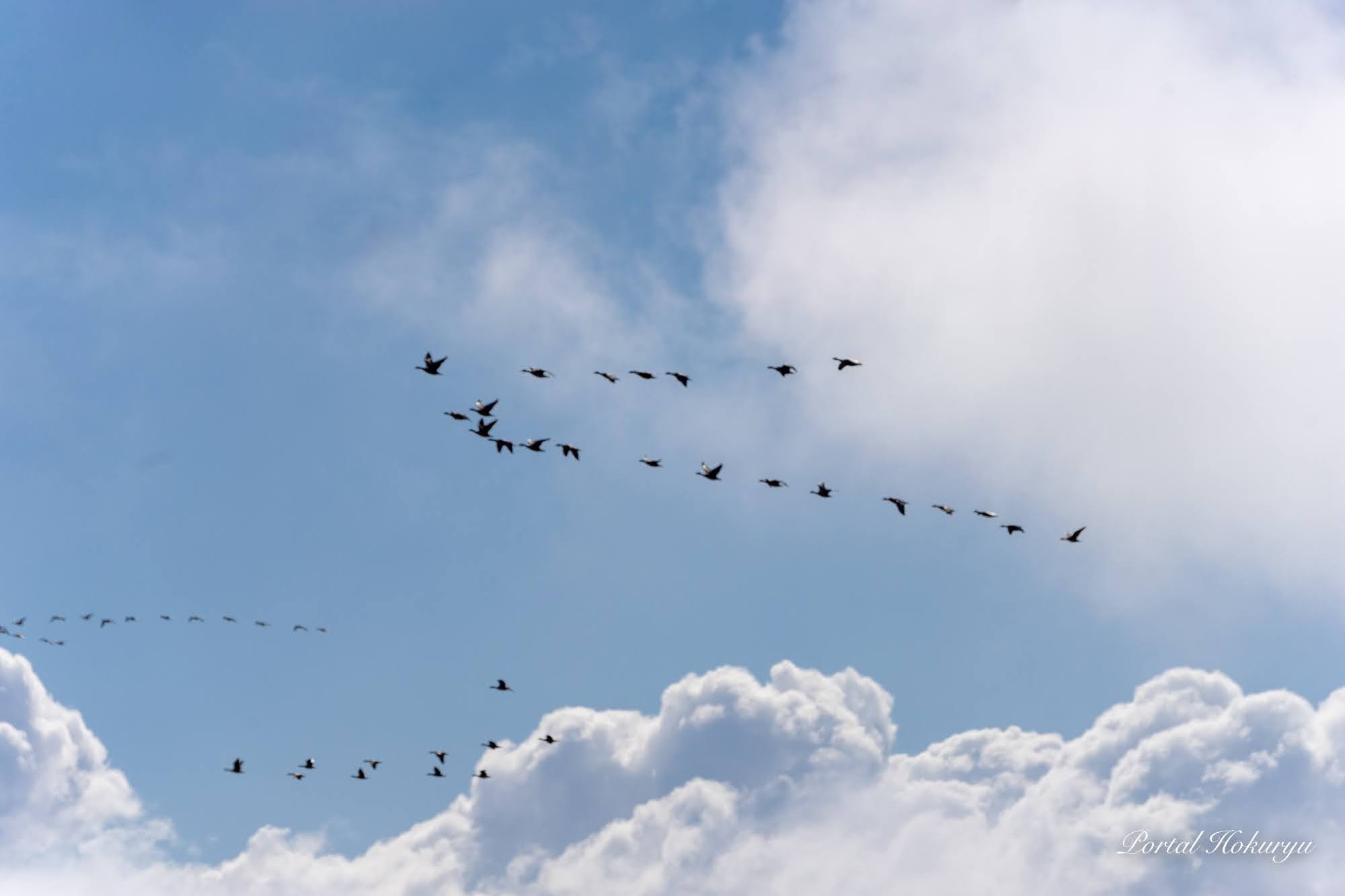 渡り鳥たちのＶ字飛行