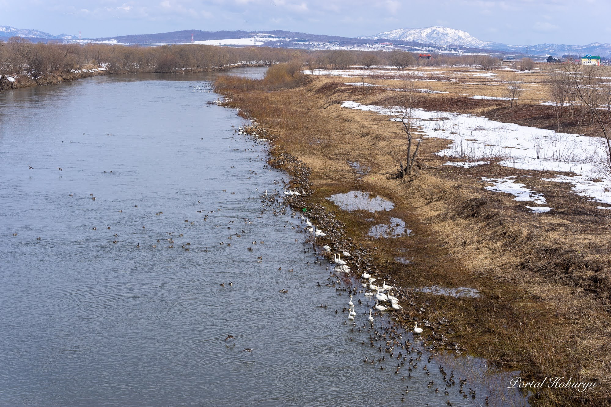 渡り鳥さんの「ねぐら」?
