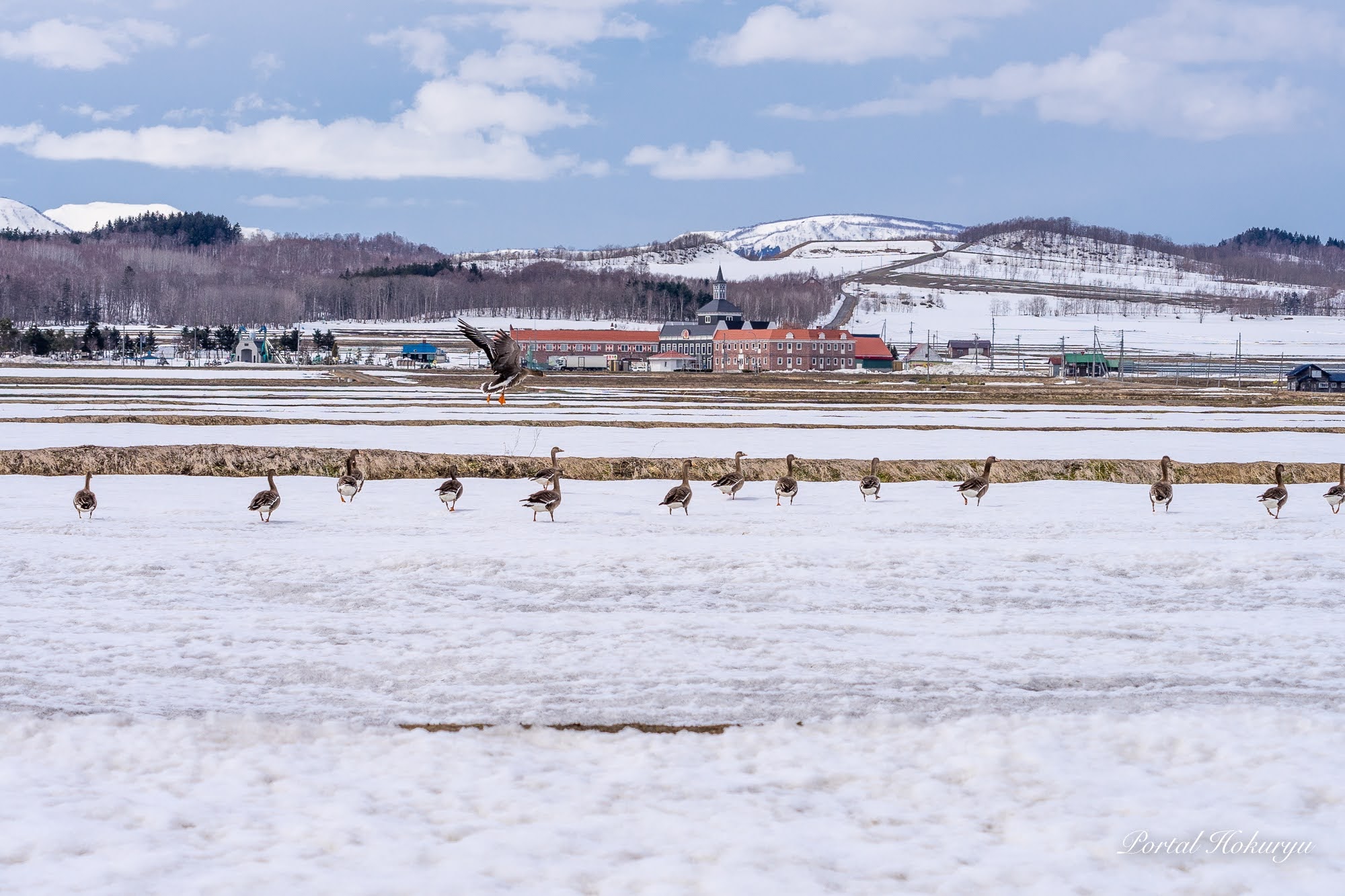जंगली हंसों का जुलूस?!