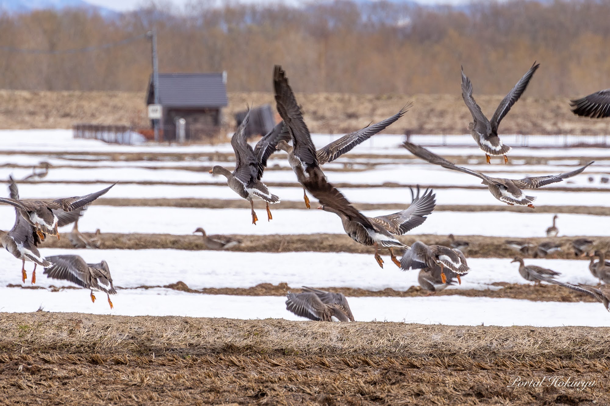 マガンの羽ばたき