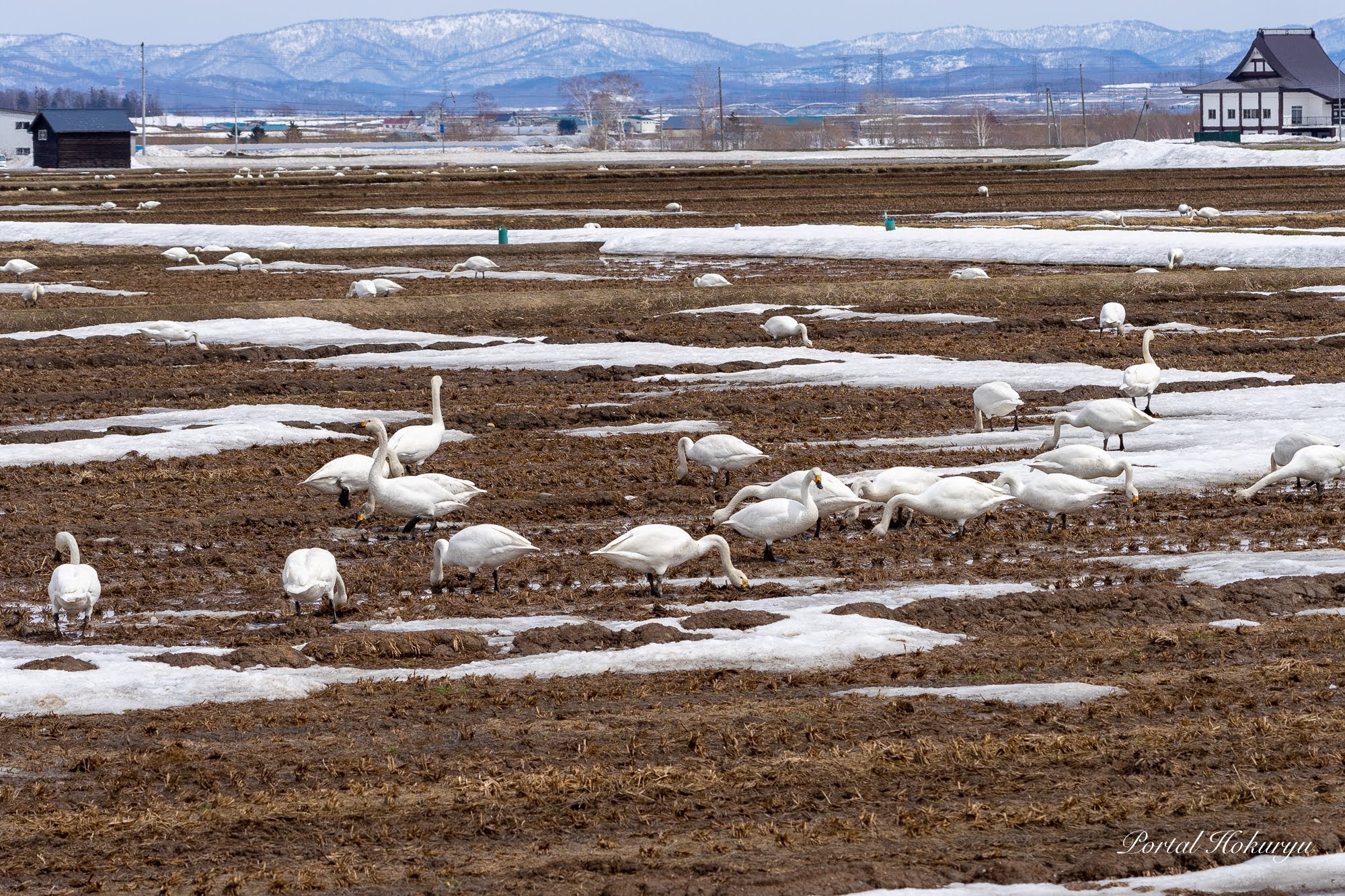 白鳥の落ち穂拾い