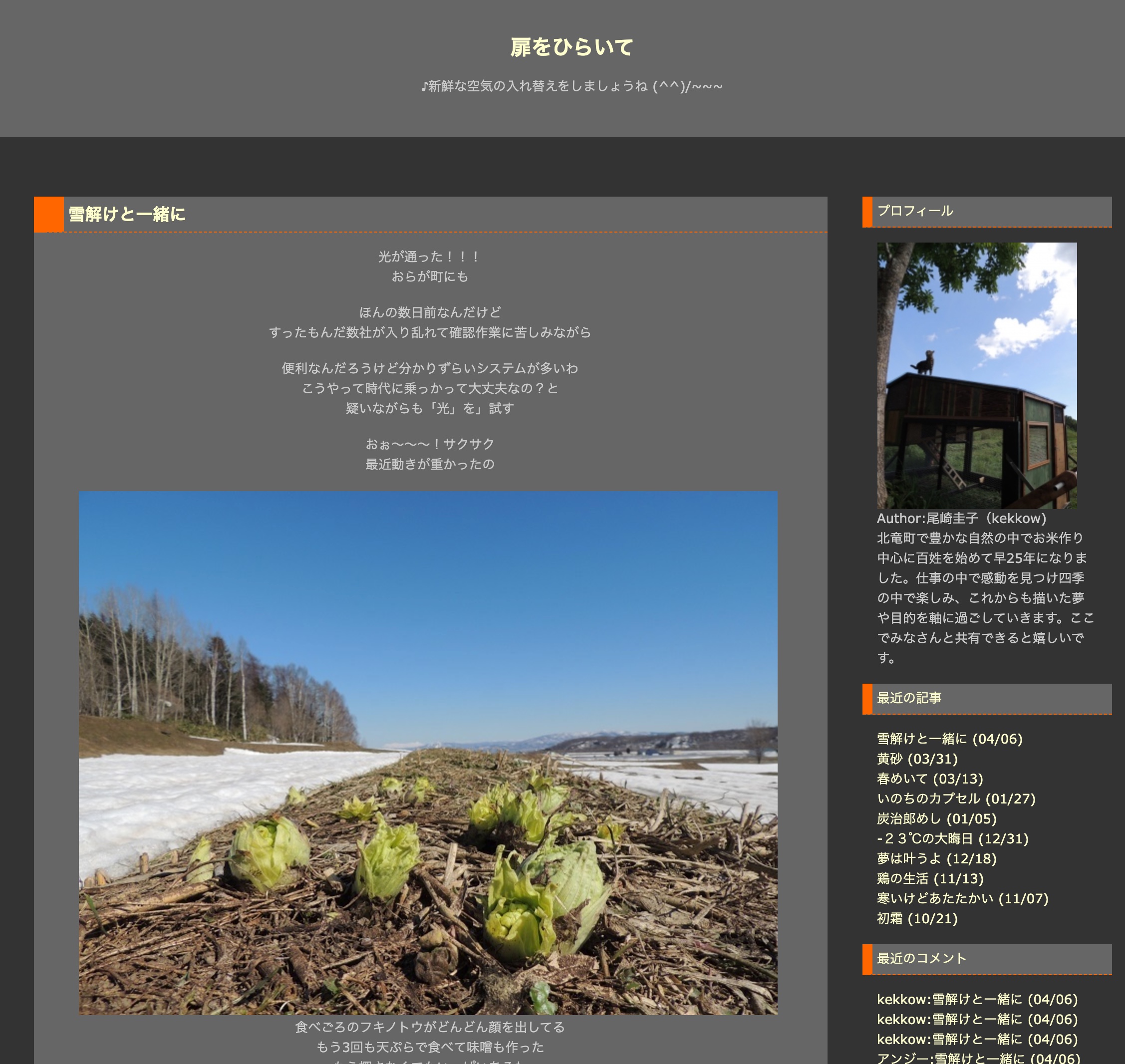 Dengan salju yang mencair: kecambah butterbur semakin banyak bermunculan dan siap disantap [Keiko Ozaki, Buka pintunya].