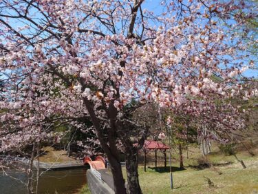Hokuryu Kasabası Belediye Başkanı Yutaka Sano'nun faaliyet raporu: Belediye başkanının 10 Mayıs Pazartesi günü daire başkanlarıyla toplantısı, personel toplantısı, evrak işlerini düzenlemesi