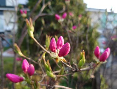 होकुर्यु टाउन के मेयर युताका सानो द्वारा गतिविधि रिपोर्ट: 14 मई (शुक्रवार) क्षेत्रीय पुनरोद्धार अस्थायी अनुदान परियोजना चर्चा (जून विधानसभा अनुपूरक बजट), वसंत कृषि कार्य प्रगति सर्वेक्षण (पूरे शहर में)