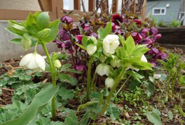 北竜町長 佐野豊 活動報告・5月11日（火）第15回新型コロナウイルス感染症対策本部、ひまわりの里第2迷路代表と懇談