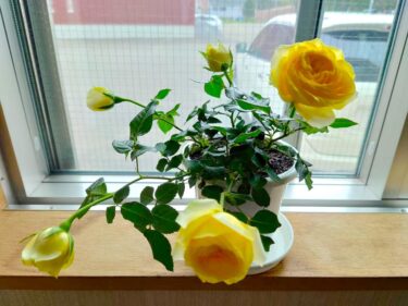 Báo cáo hoạt động từ Thị trưởng thị trấn Hokuryu Yutaka Sano: Ngày 13 tháng 5 (Thứ năm) Đấu thầu xây dựng (Công trình sửa chữa Cầu Hoàng gia thứ hai và 1 dự án khác) v.v.