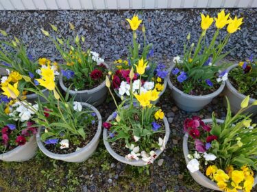 होकुर्यु टाउन के मेयर, युताका सानो, गतिविधि रिपोर्ट, 19 मई (बुधवार) होकुर्यु प्रमोशन कॉर्पोरेशन के निदेशक मंडल की बैठक प्रस्ताव चर्चा